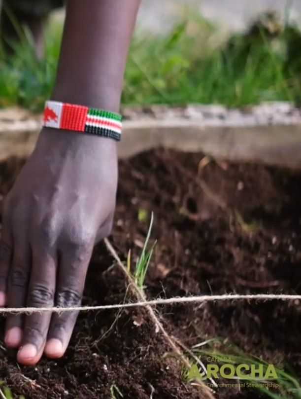 A hand wearing a beaded Kenyan-flag bracelet presses soil beside a planting string