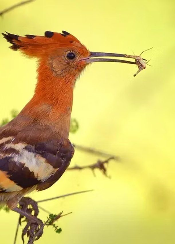 An African hoopoe with an orange crest holding an insect in its beak
